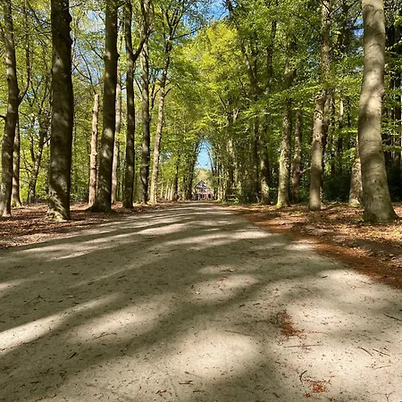 Robin's Oak
